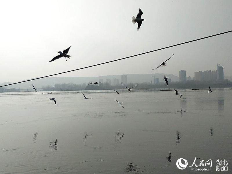 冬日暖阳 丹江口江鸥翩飞成美景