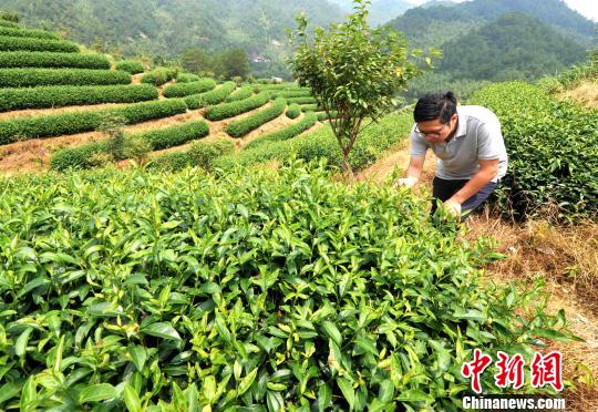 臺(tái)灣青年登陸閩西客家山鄉(xiāng)種茶遇真愛(ài)