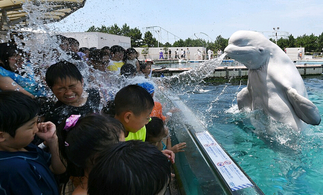 日本遊客體驗“白鯨噴泉澡”消夏解暑