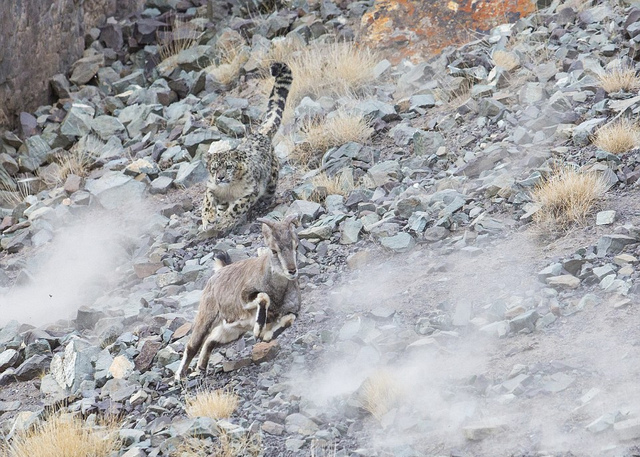 摄影师追踪17天成功捕捉到喜马拉雅山雪豹捕猎岩羊画面