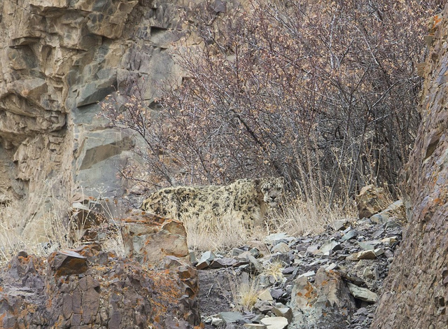 摄影师追踪17天成功捕捉到喜马拉雅山雪豹捕猎岩羊画面