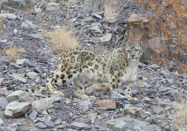 摄影师追踪17天成功捕捉到喜马拉雅山雪豹捕猎岩羊画面