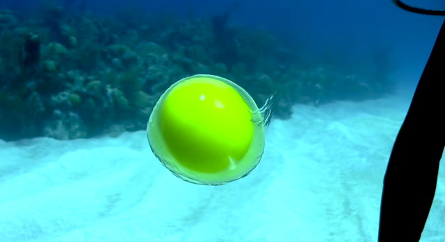 潜水员在海里打鸡蛋 漂浮模样宛如水母