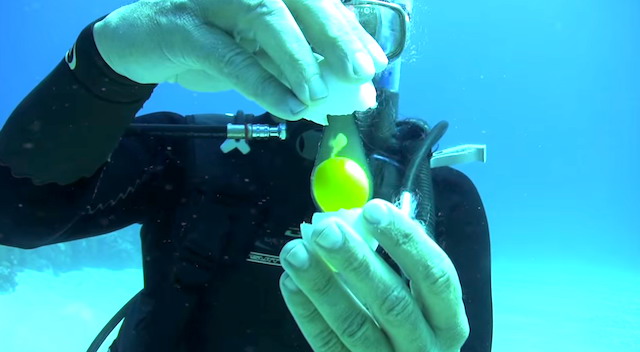 潛水員在海裏打雞蛋 漂浮模樣宛如水母
