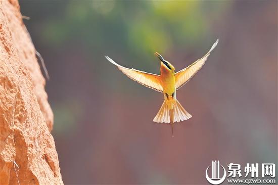 万羽竞飞 泉州迎来最佳观鸟季