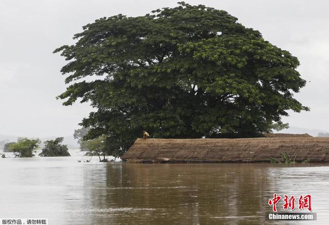 缅甸暴雨引发洪灾村庄变汪洋 民众划船出行