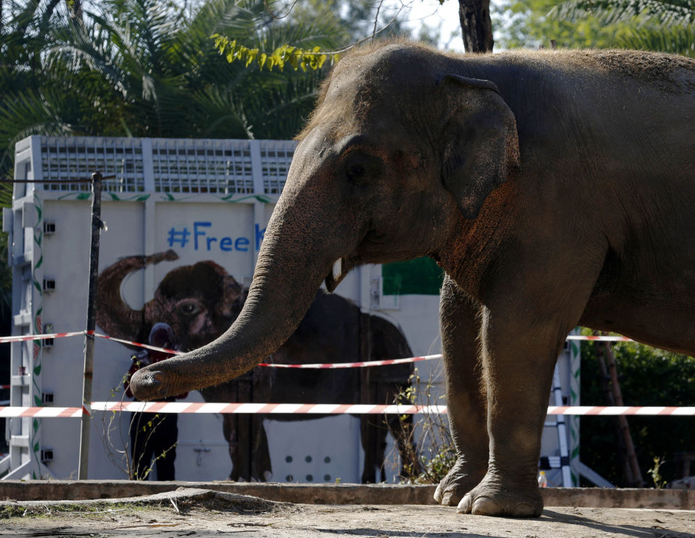 “世界上最孤独的大象”搬家了！