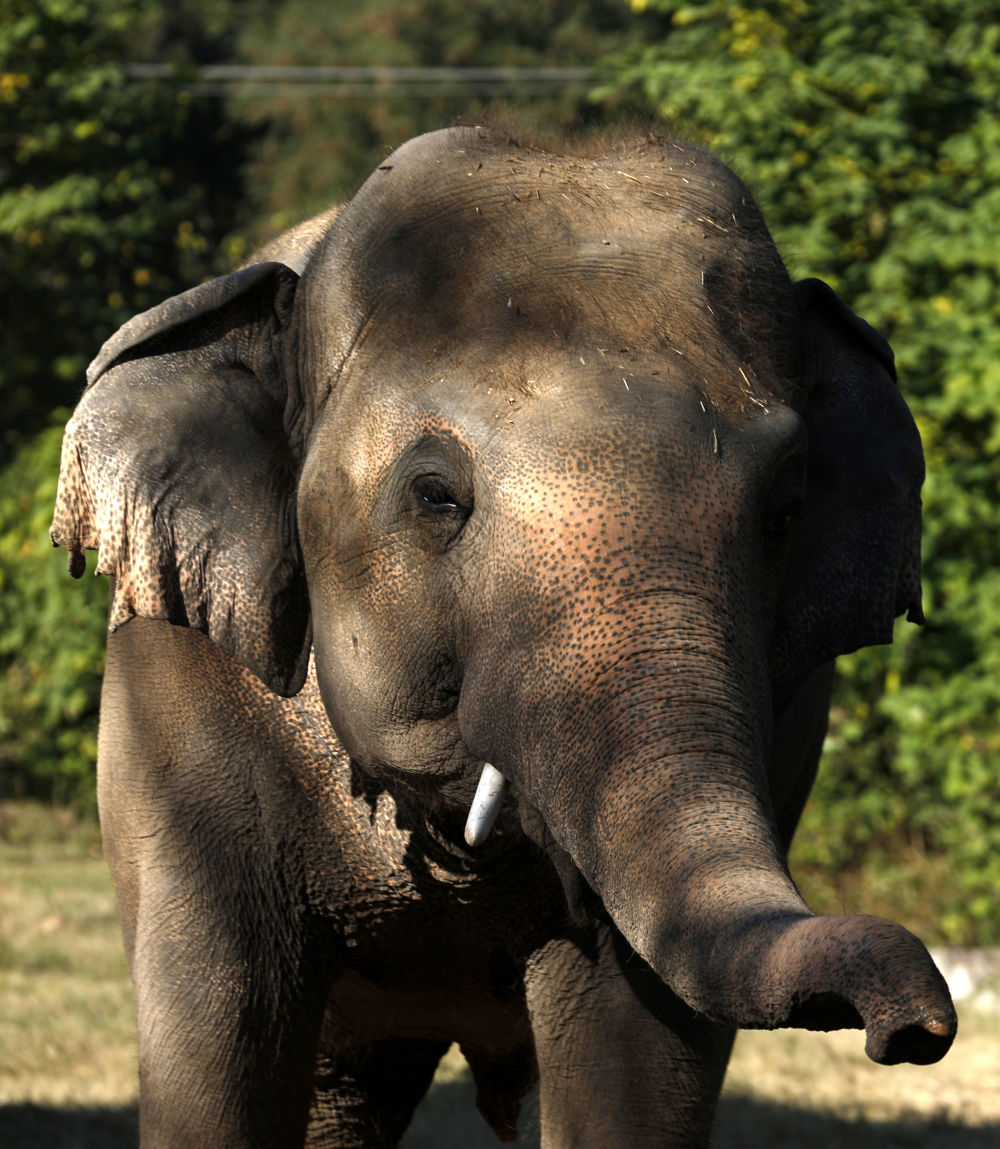 “世界上最孤独的大象”搬家了！
