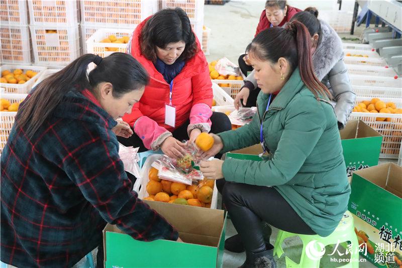 湖北鹤峰：能人返乡搭乘电商快车 白族山乡400万斤椪柑不愁销