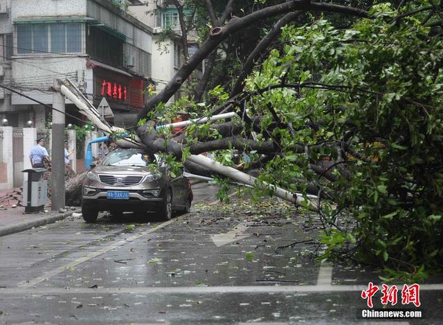 广州市区3层楼高绿化树突然倾倒 横跨马路砸中三车
