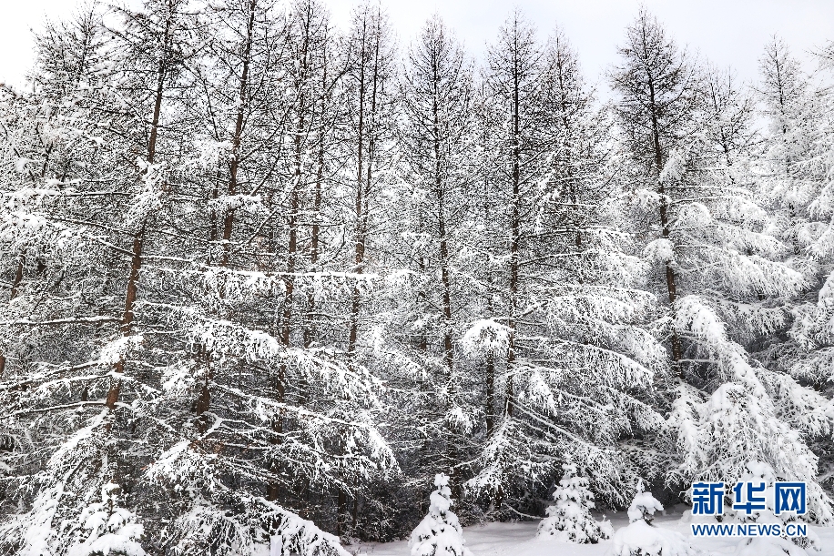 雪落管涔山 松樹披銀裝