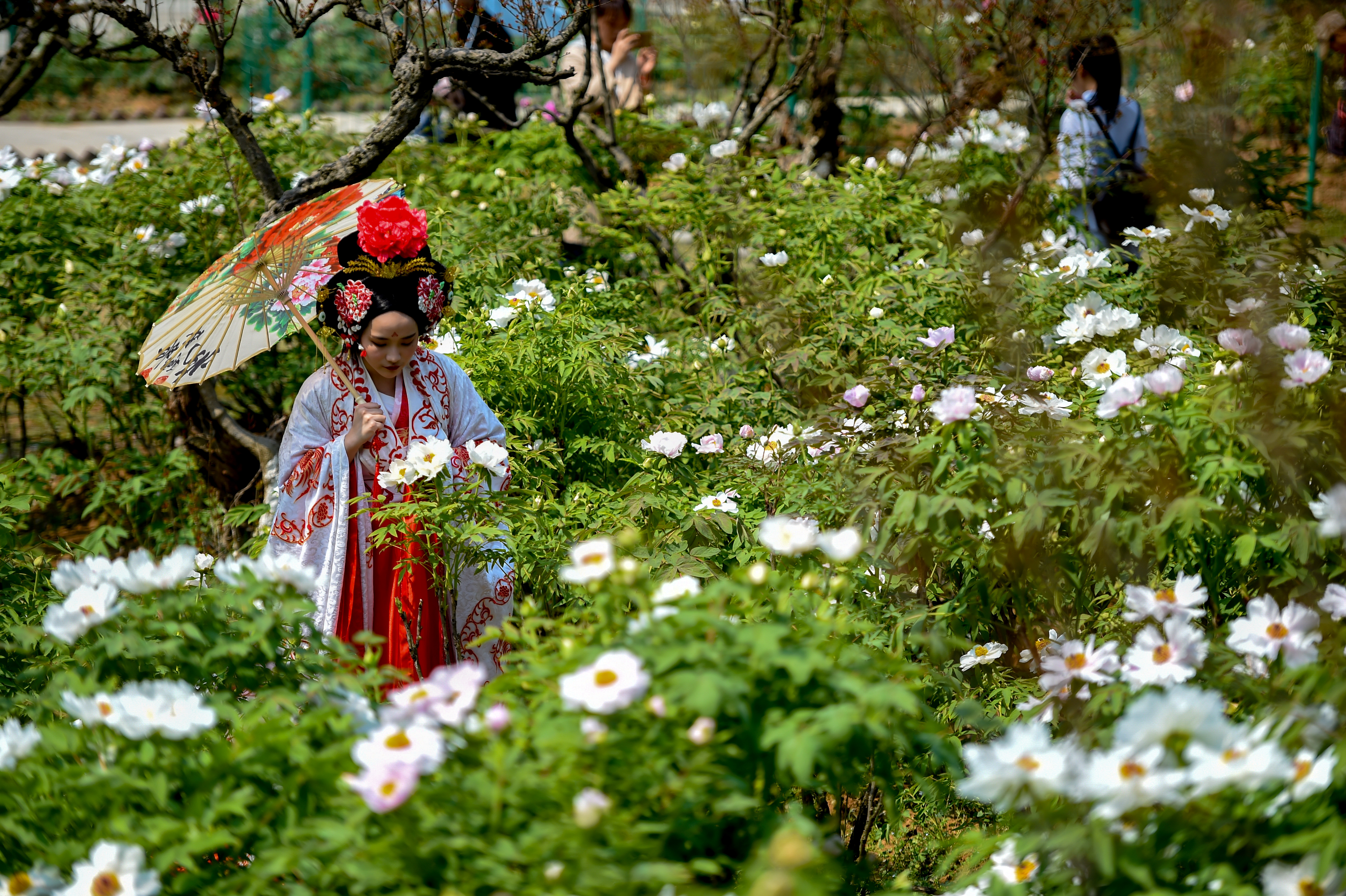 （供稿 旅游列表 三吴大地南京 移动版）第六届中国·南京长江观音景区牡丹节开幕