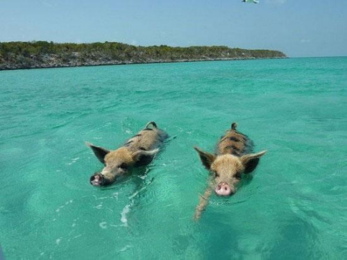 被动物占领的小岛：红蟹遍地跑 野猪水中游