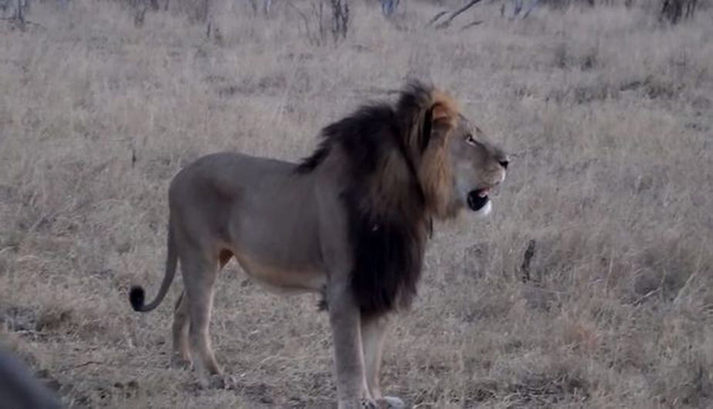 津巴布韦最著名的狮子明星塞西尔(cecil)惨遭猎人剥皮割头,这一事件令