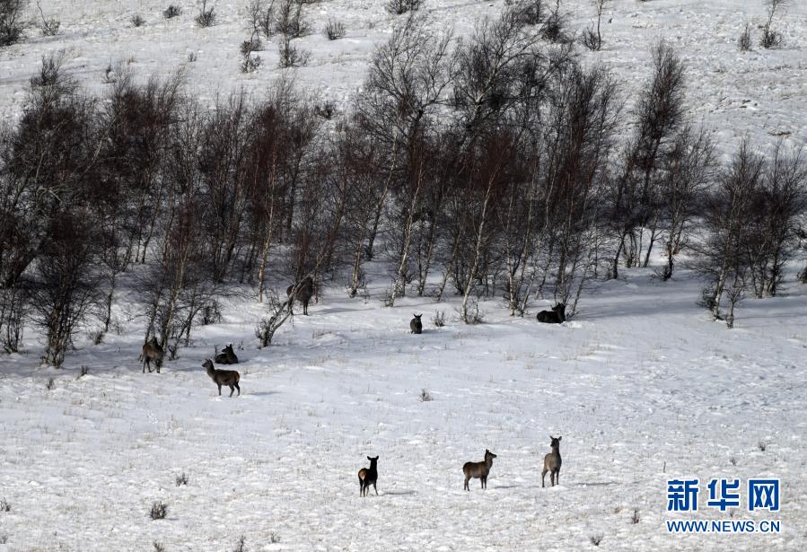 内蒙古黄岗梁国家森林公园野生马鹿增长到3400多只