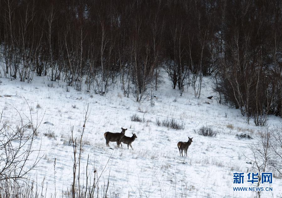 内蒙古黄岗梁国家森林公园野生马鹿增长到3400多只