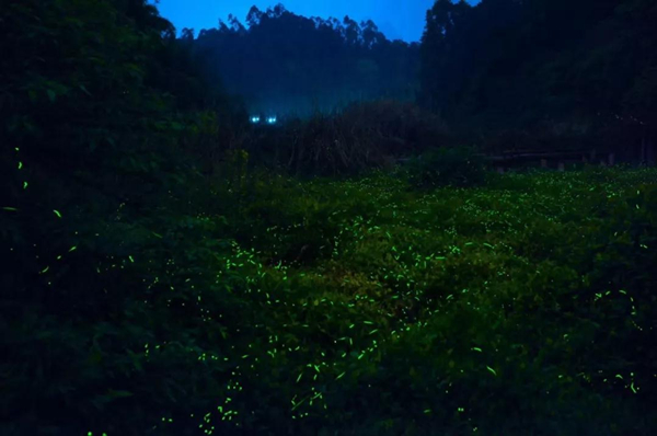 乐山市市中区：为“夜”掌灯 打造“不夜”嘉州城