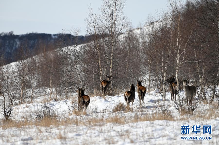 内蒙古黄岗梁国家森林公园野生马鹿增长到3400多只