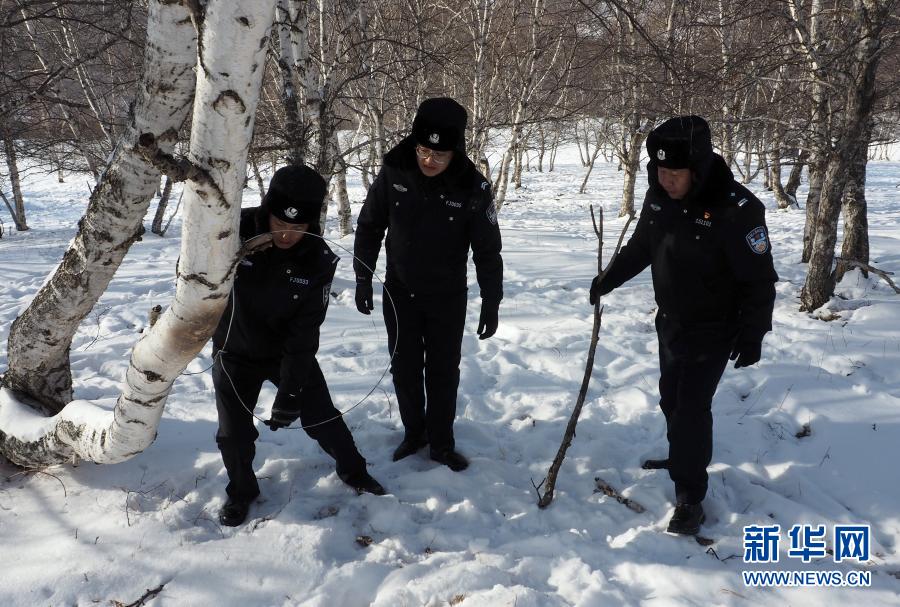 内蒙古黄岗梁国家森林公园野生马鹿增长到3400多只