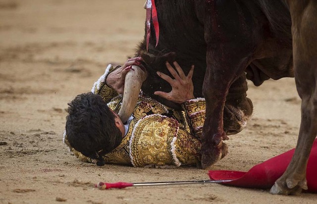 西班牙鬥牛士被牛角挑到空中刺中脖子 滿臉鮮血
