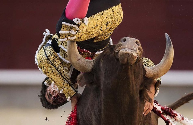 西班牙斗牛士被牛角挑到空中刺中脖子 满脸鲜血