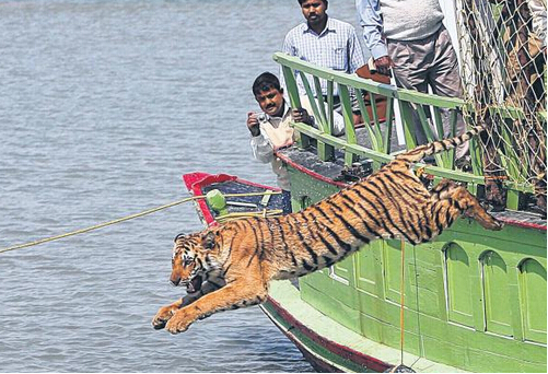 外媒：孟加拉境內老虎僅剩約100隻 滅絕風險極高