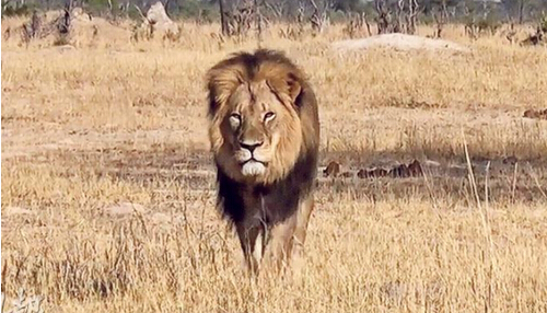 非洲明星狮子遭斩首 西班牙游客行贿向导开杀戒