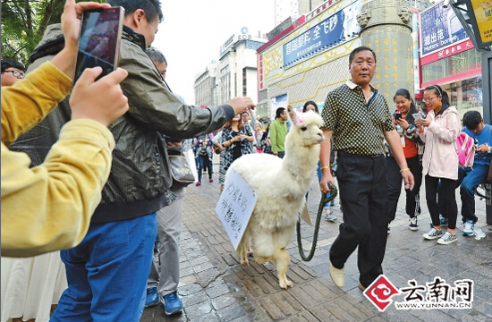 炒股虧了急需用錢 昆明一市民鬧市區叫賣羊駝