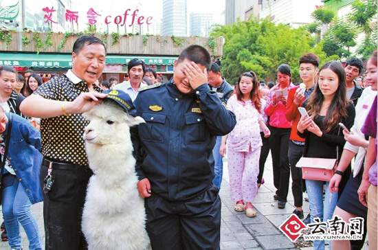 炒股虧了急需用錢 昆明一市民鬧市區叫賣羊駝