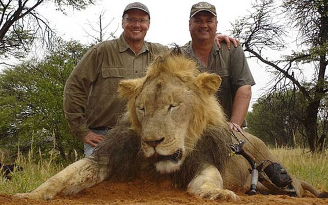 美國牙醫獵殺非洲獅王遭通緝 或面臨15年監禁