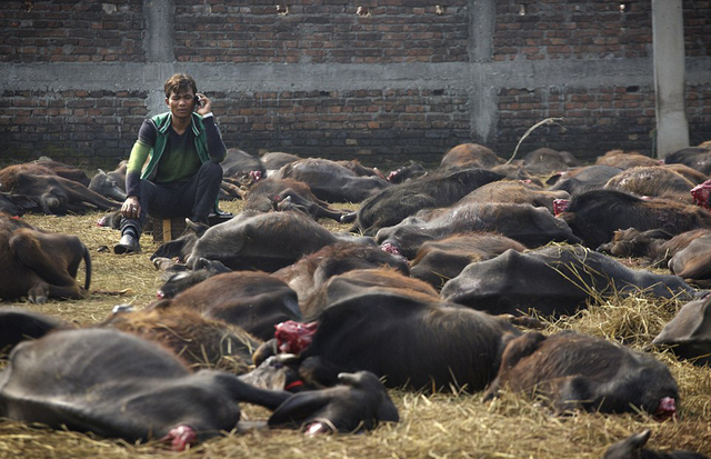 尼泊尔女神节献祭活动画面曝光 宰杀数十万只动物