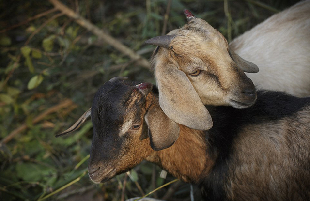 尼泊尔女神节献祭活动画面曝光 宰杀数十万只动物