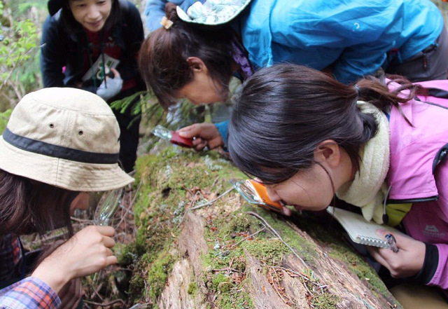 日本兴起“观察苔藓”放松方式 盯着苔藓看数小时