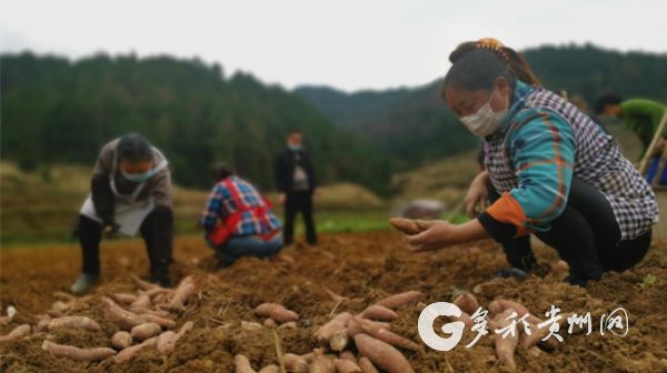 （社會）貴州思南：64名農技專家服務護航春耕生産