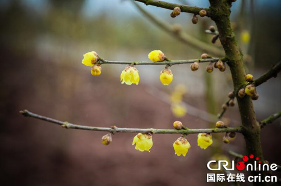 【CRI专稿 图文】重庆北碚蜡梅节：“乡村牌”渐成金子招牌【内容页标题】重庆北碚借蜡梅节推农旅融合 “乡村牌”渐成金子招牌