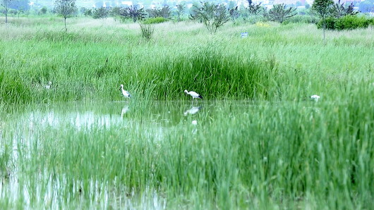 水清山綠草豐 景美鳥歡人和