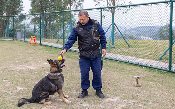 搜救犬