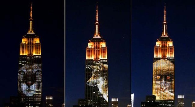 纽约帝国大厦展示濒危动物巨幅投影 包括被杀非洲狮王