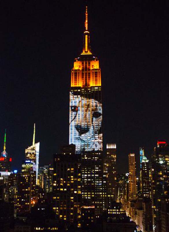 纽约帝国大厦展示濒危动物巨幅投影 包括被杀非洲狮王