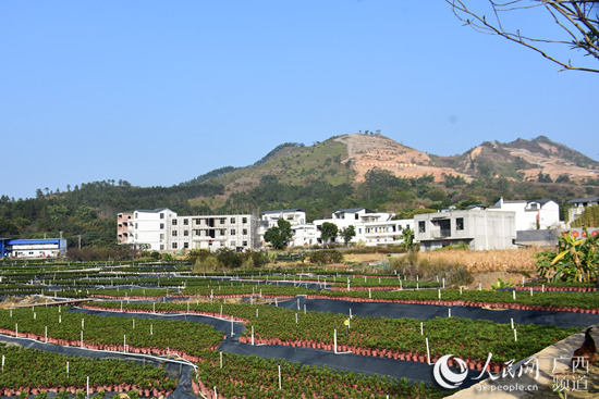 廣西岑溪：綠雲村的“旅遊經