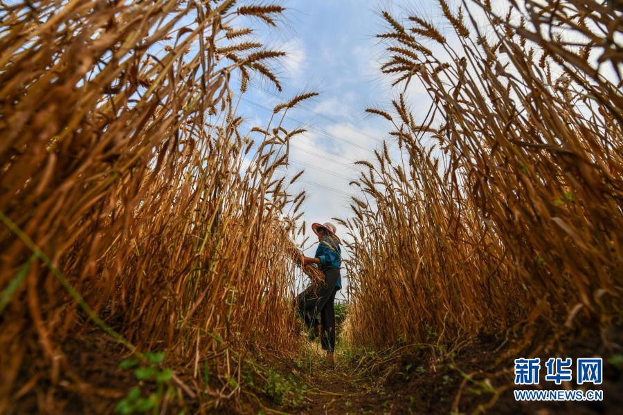 चीनमा १७ वर्षअघिदेखि प्रचुर मात्रामा अन्न उत्पादन
