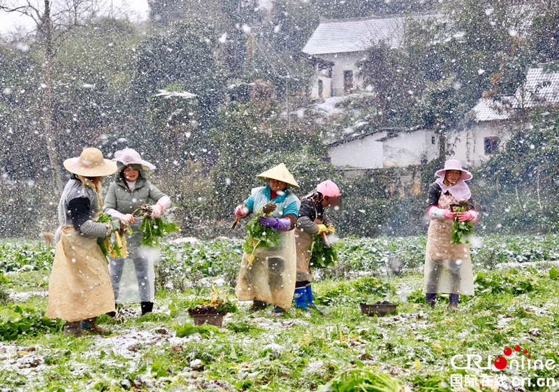 贵州黔西：瑞雪纷飞采收忙（组图）