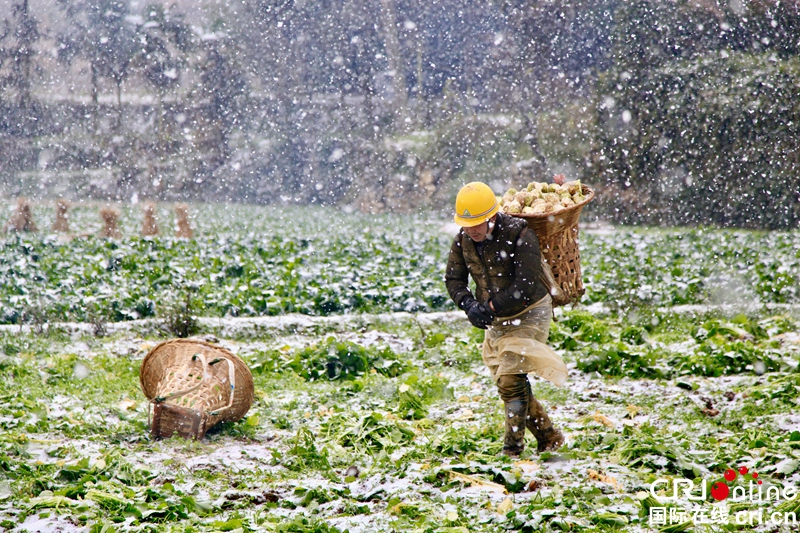 贵州黔西：瑞雪纷飞采收忙（组图）