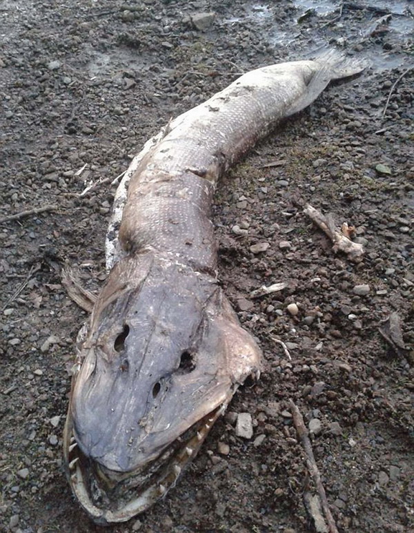 英國湖邊驚現水怪屍體 滿嘴利齒體長近2米