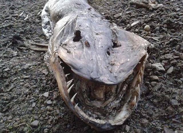 英国湖边惊现水怪尸体 满嘴利齿体长近2米