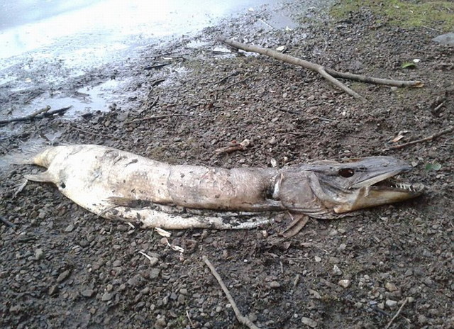 英国湖边惊现水怪尸体 满嘴利齿体长近2米