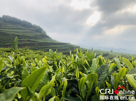 貴州六盤水：農戶採茶致富忙