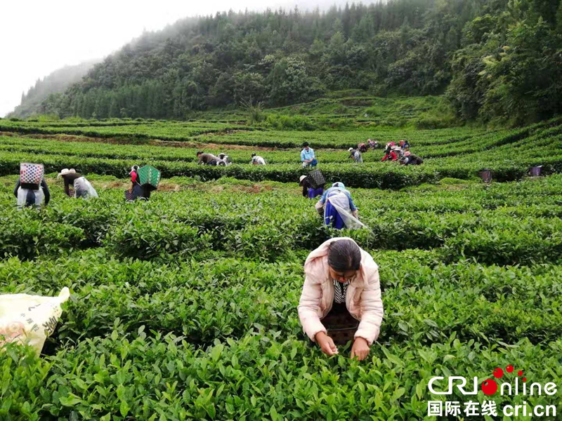 贵州六盘水：农户采茶致富忙（组图）