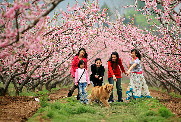北京平谷第二十一届桃花节开幕