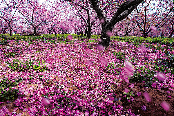 北京平谷第二十一届桃花节开幕